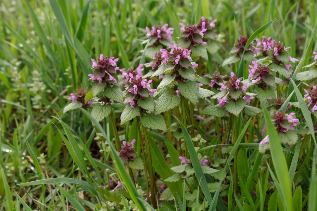 jasnota purpurowa