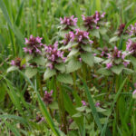jasnota purpurowa